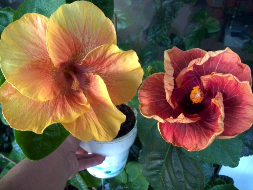 WIN_20170523_085344 - 02Hibiscus