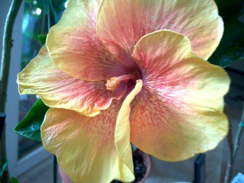 WIN_20170523_085914 - Moorea Sugar Lady