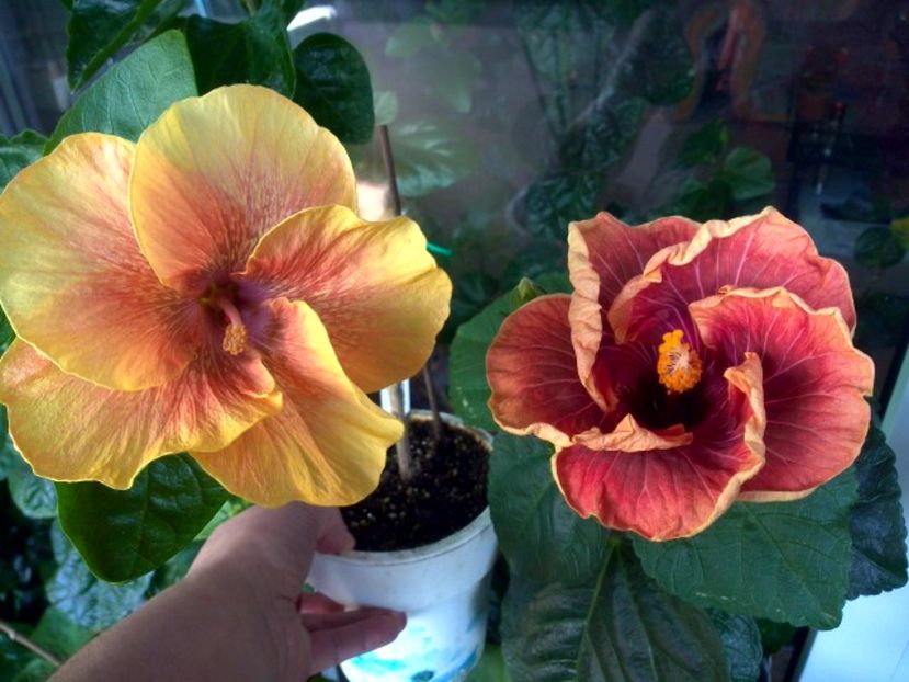 WIN_20170523_085328 - 02Hibiscus