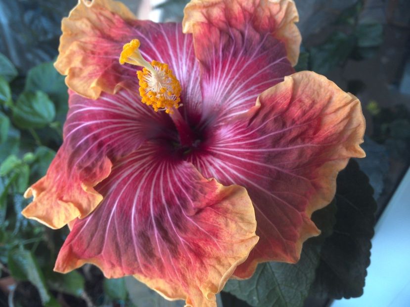 WIN_20170523_095831 - Jolanda Gommer