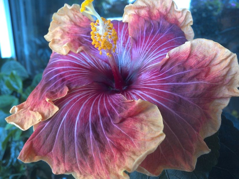 WIN_20170523_095836 - Jolanda Gommer