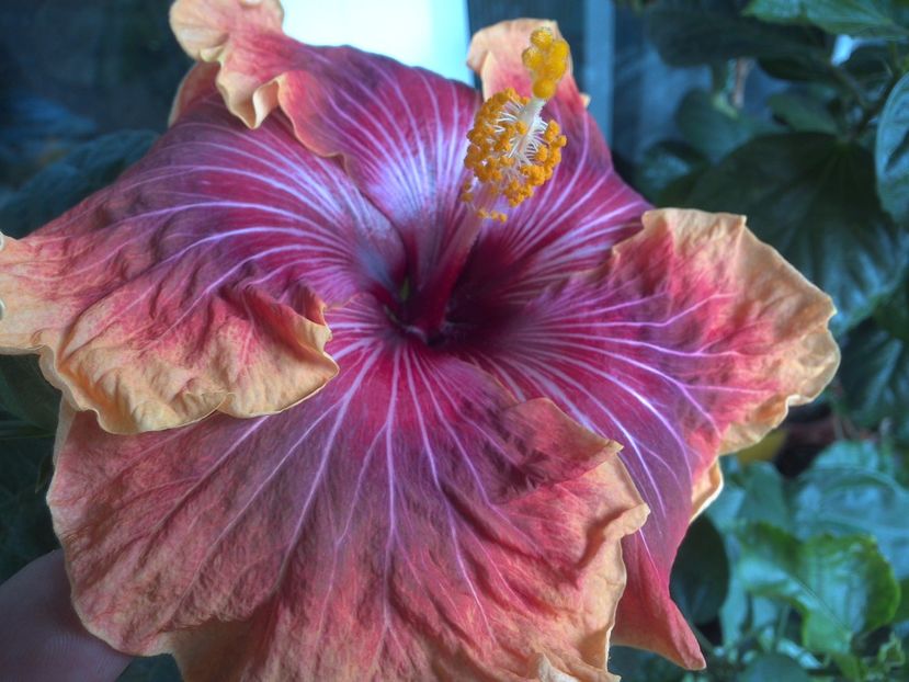 WIN_20170523_095904 - Jolanda Gommer