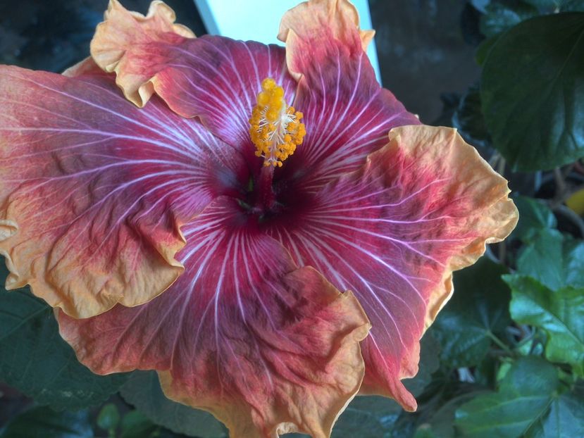 WIN_20170523_095934 - Jolanda Gommer