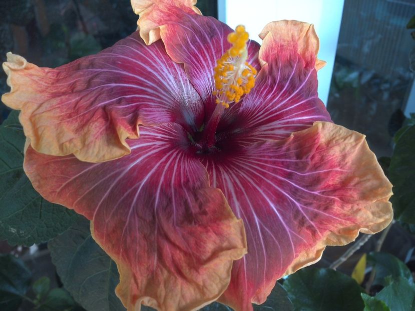 WIN_20170523_095805 - Jolanda Gommer