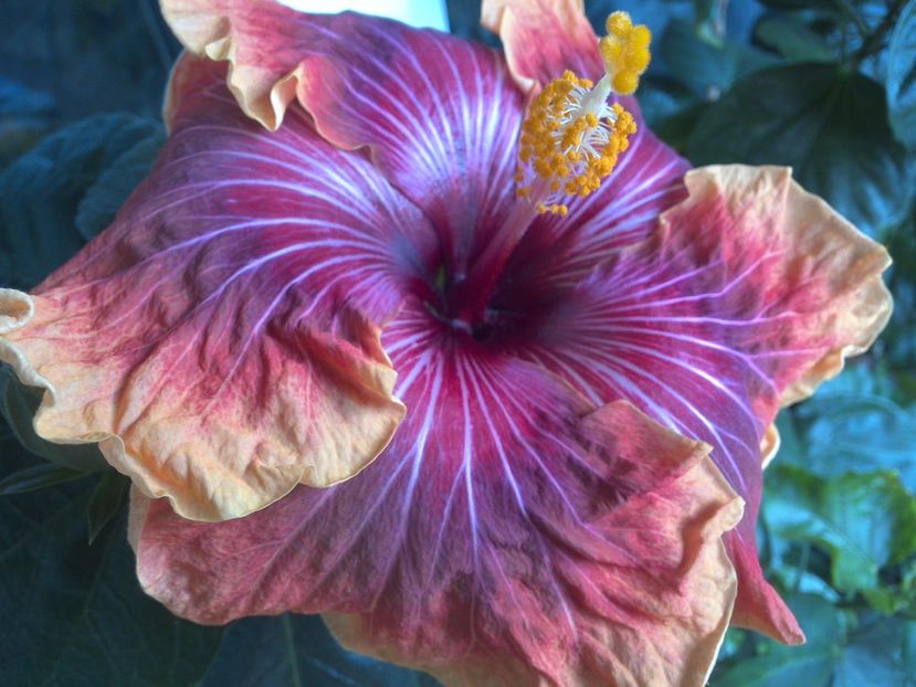 WIN_20170523_095809 - Jolanda Gommer