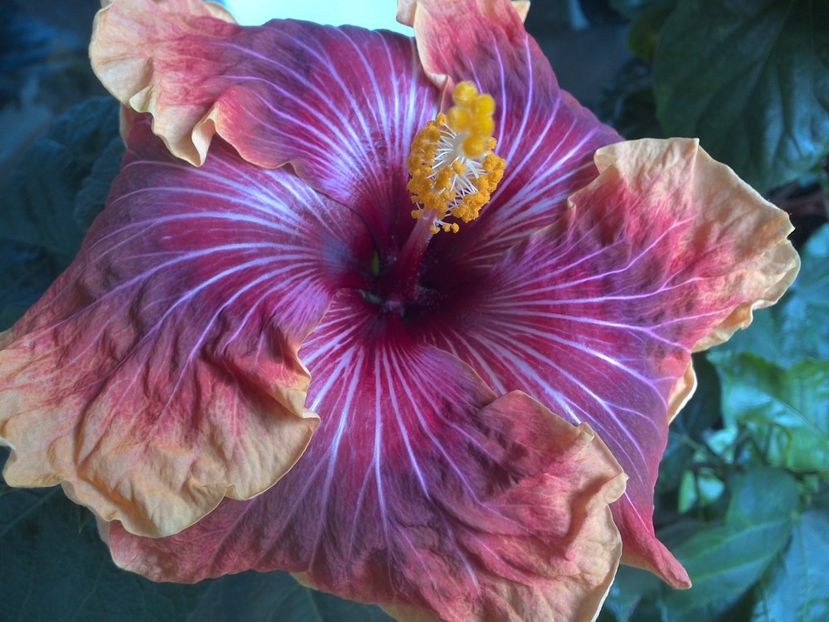 WIN_20170523_095813 - Jolanda Gommer