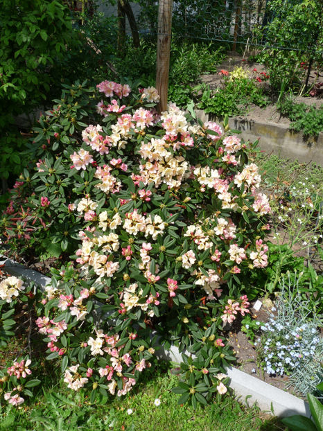  - Azalee si Rhododendroni