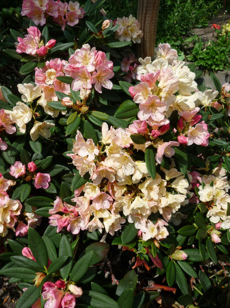  - Azalee si Rhododendroni