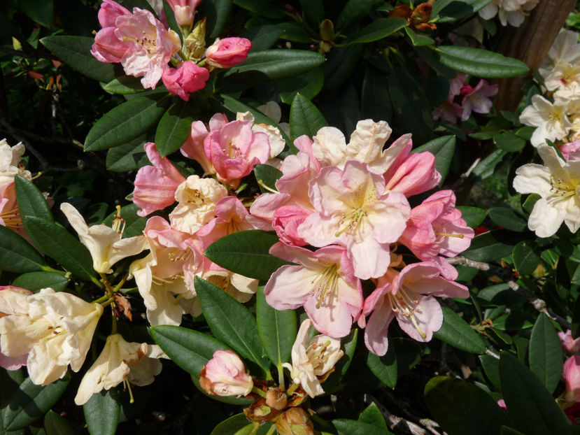 NN - Azalee si Rhododendroni