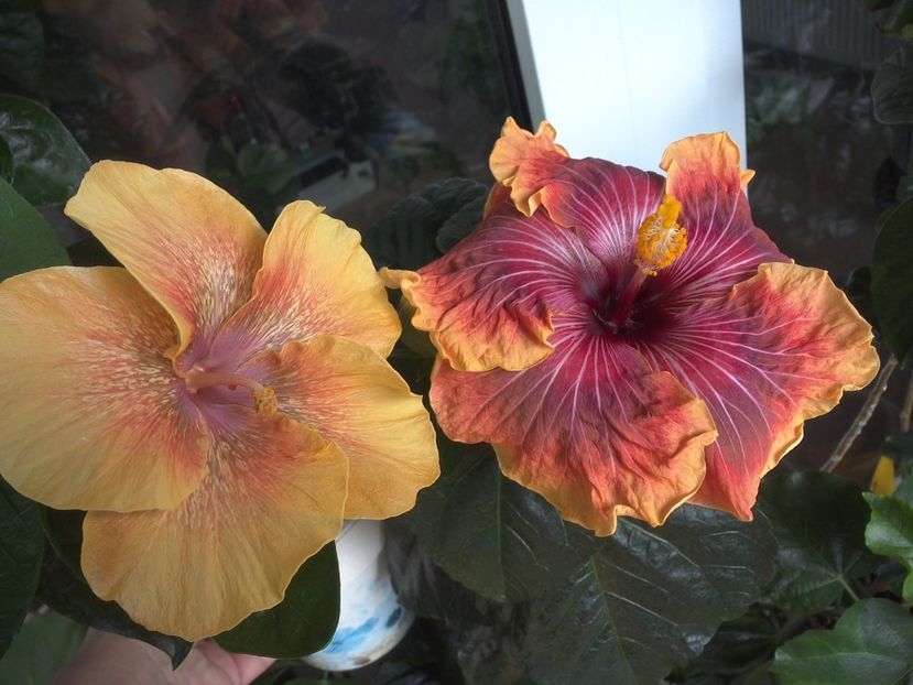 WIN_20170523_100413 - 02Hibiscus