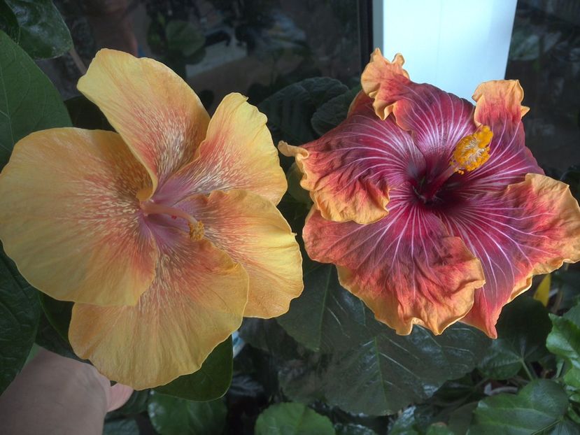 WIN_20170523_100415 - 02Hibiscus