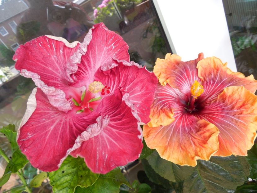  - 02Hibiscus
