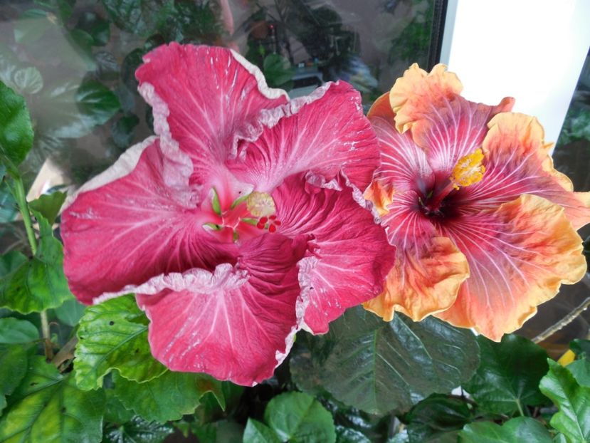  - 02Hibiscus