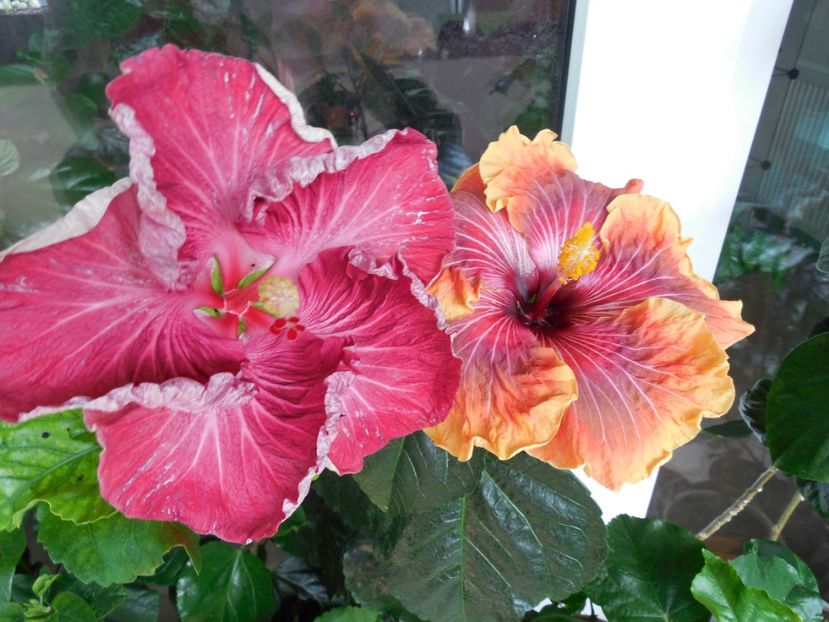  - 02Hibiscus