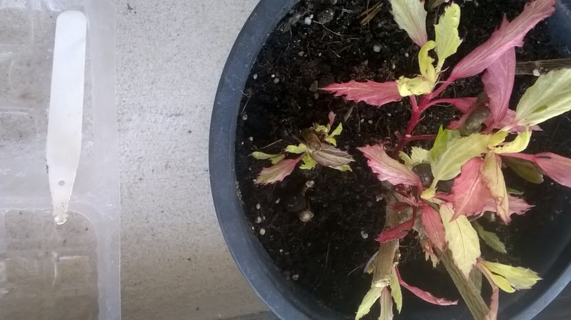  - Plante bolnave probleme