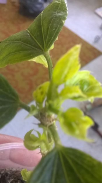  - Plante bolnave probleme