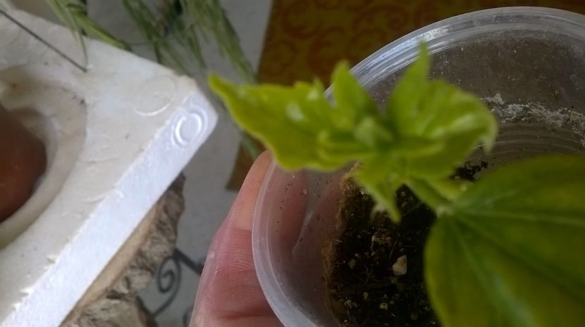  - Plante bolnave probleme