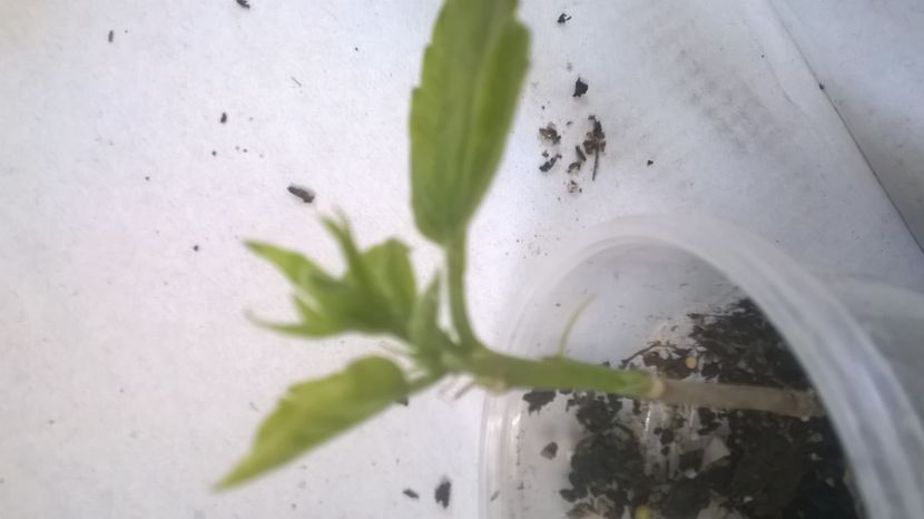  - Plante bolnave probleme