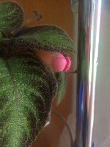 23.05.2017 - Episcia Pink Panther