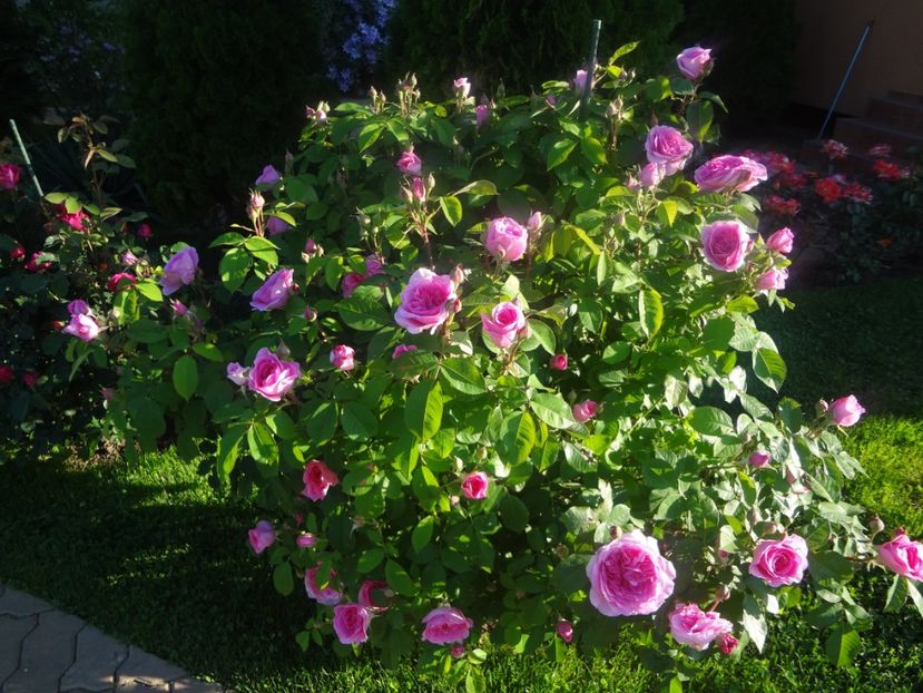  - Austin - Gertrude Jekyll