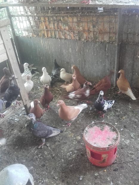  - Porumbei la gramada