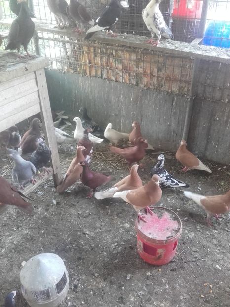  - Porumbei la gramada