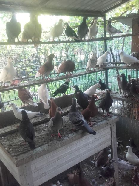  - Porumbei la gramada