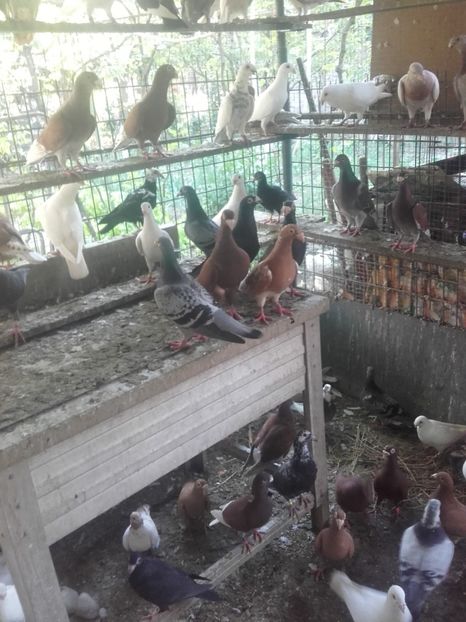  - Porumbei la gramada