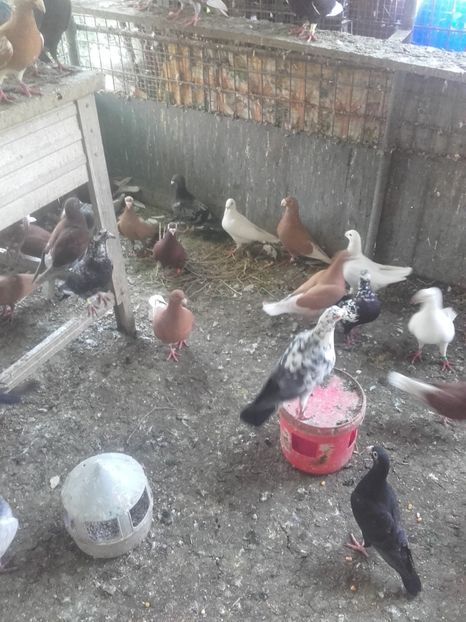  - Porumbei la gramada