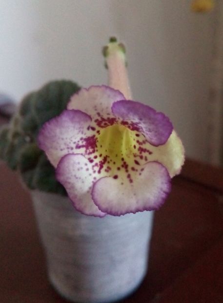 Country Bumpkin - Mini Sinningia 2017