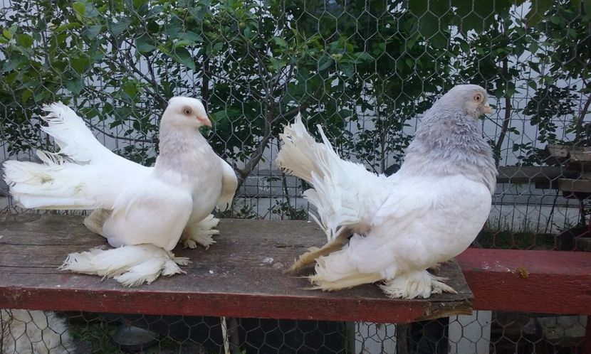 porumbei rostow tineret 2016 pret pereche 100 lei - DE VANZARE