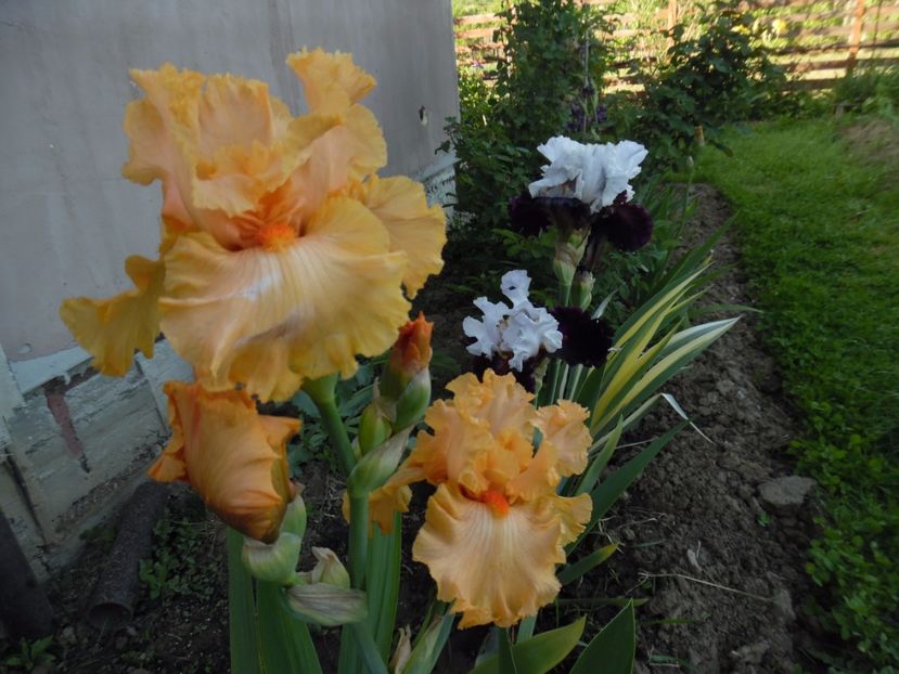 iris Hindenburg - 0 Irisi