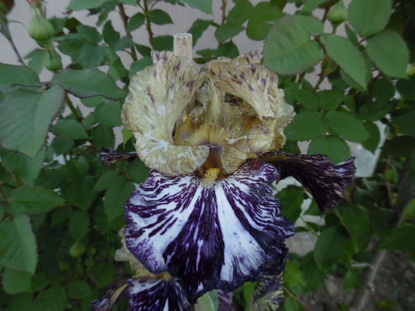 irisi gnus flash - 0 Irisi