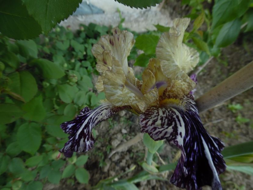 irisi gnus flash - 0 Irisi