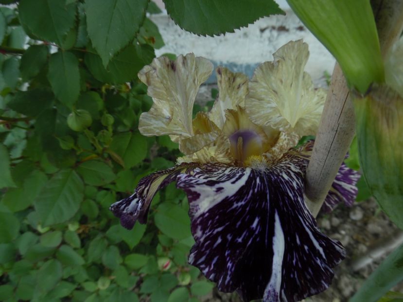 irisi gnus flash - 0 Irisi