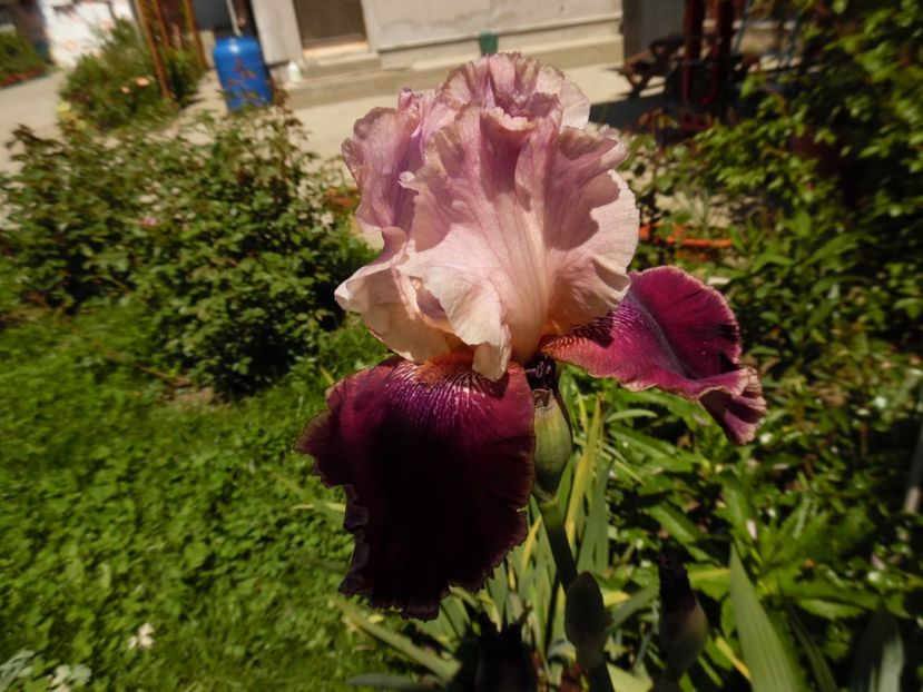 iris latin lover - 0 Irisi