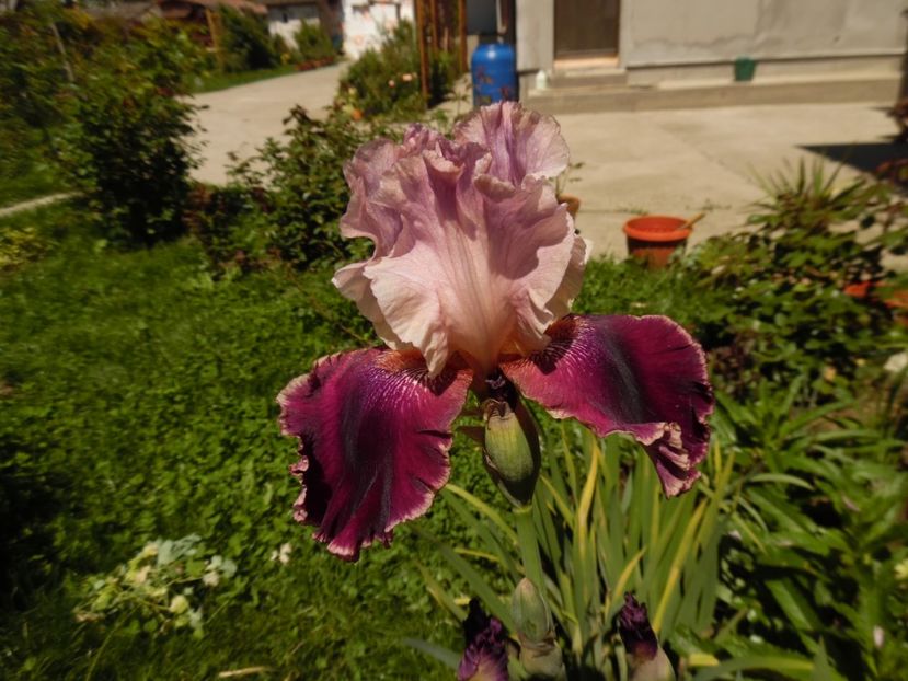 iris latin lover - 0 Irisi