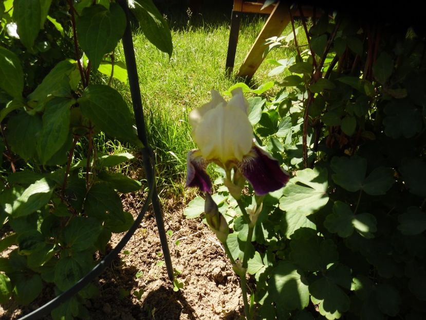 Trebua sa fie Drak Red :( - 0 Irisi