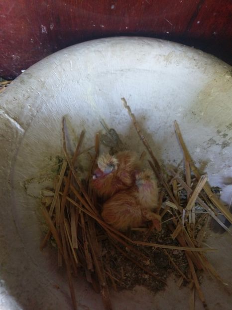 Azi 23.05 au mai iesit doi - Pui 2017