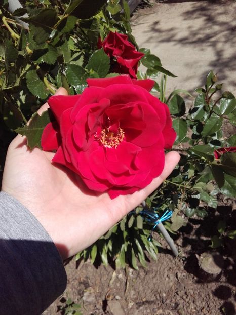  - 19-Necunoscut-roşu-urcātor