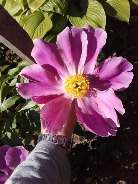  - ALTE FLORI
