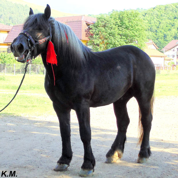  - Armasar Sange Rece Unguresc pentru monta