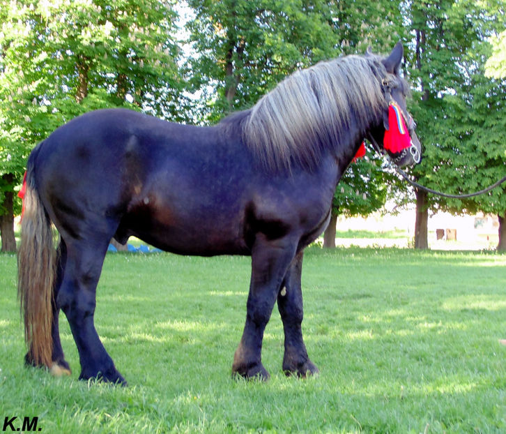  - Armasar Sange Rece Unguresc pentru monta