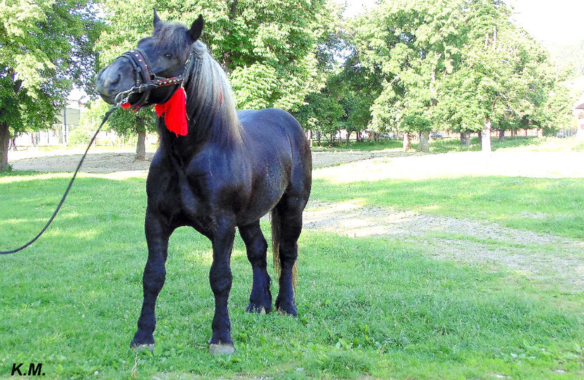  - Armasar Sange Rece Unguresc pentru monta