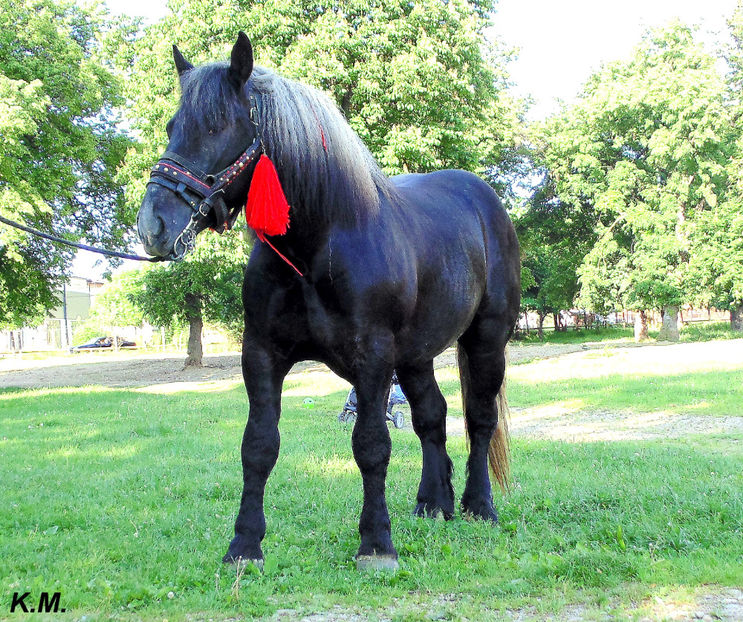  - Armasar Sange Rece Unguresc pentru monta