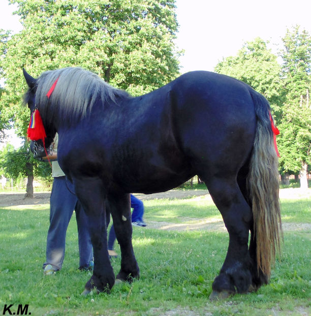  - Armasar Sange Rece Unguresc pentru monta