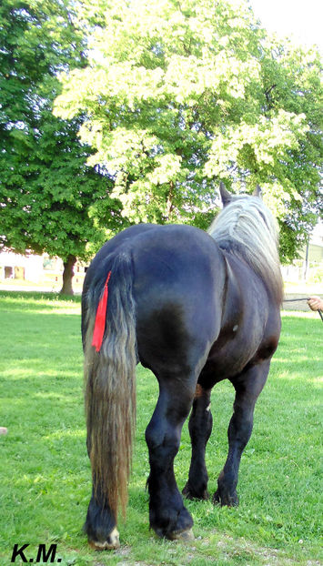  - Armasar Sange Rece Unguresc pentru monta