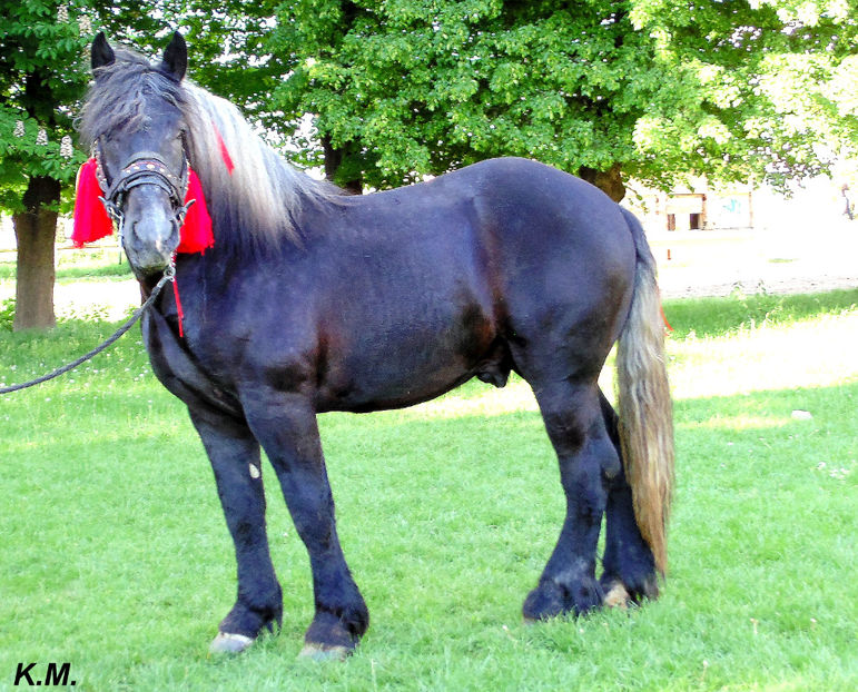  - Armasar Sange Rece Unguresc pentru monta