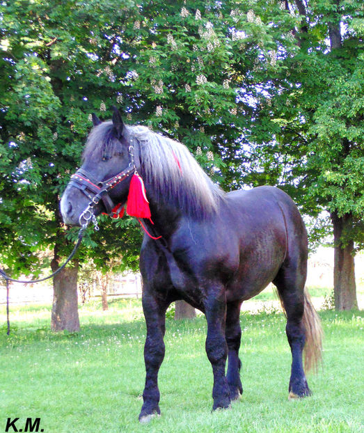  - Armasar Sange Rece Unguresc pentru monta