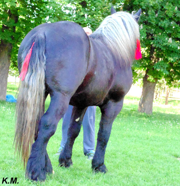  - Armasar Sange Rece Unguresc pentru monta